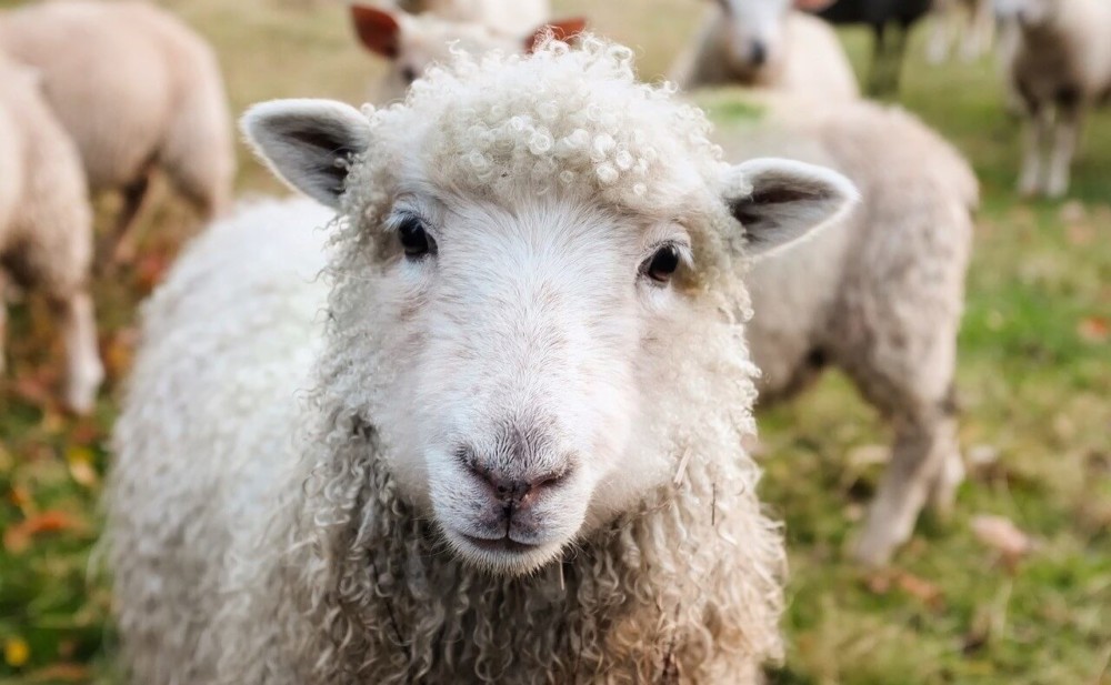 Sheep are a profitable small farm animal1 (1)