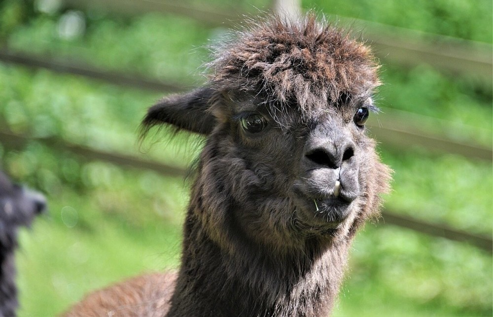 There are two breeds of alpacas (1)