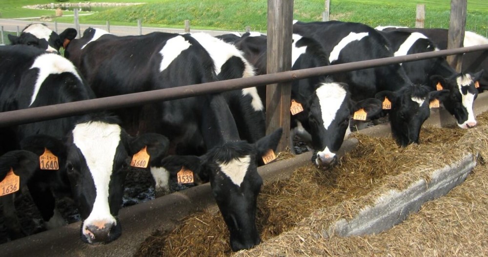 dairy cows and beef cattle are profitable with enough land1 (1)
