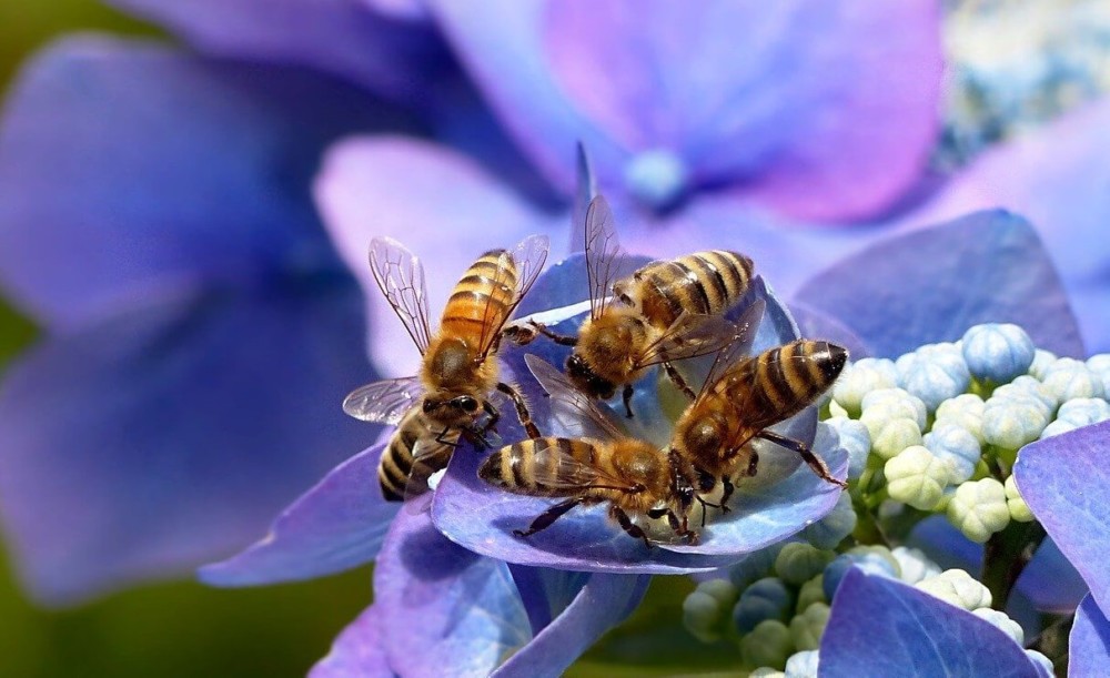 Bees love purple, blue, and yellow flowers (2)