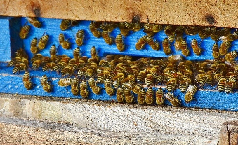Raise honeybees to help bee populations (2)