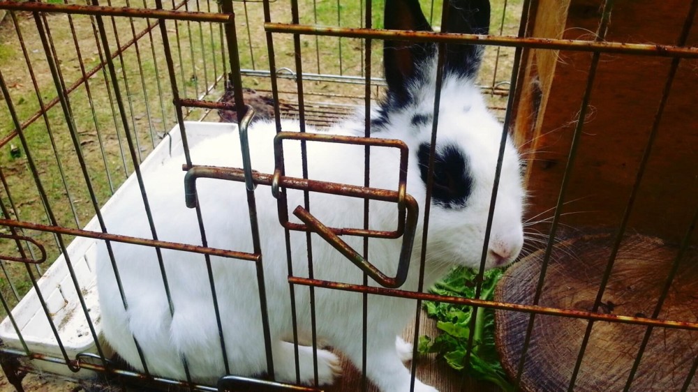 This rabbit cage isn't secure against most predators (2)