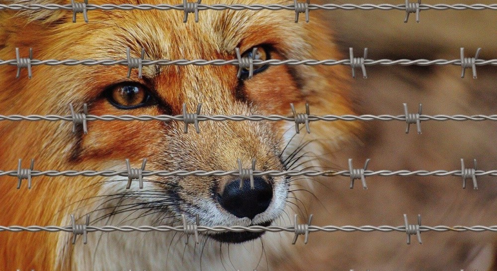 fences help to keep foxes from eating rabbits (2)