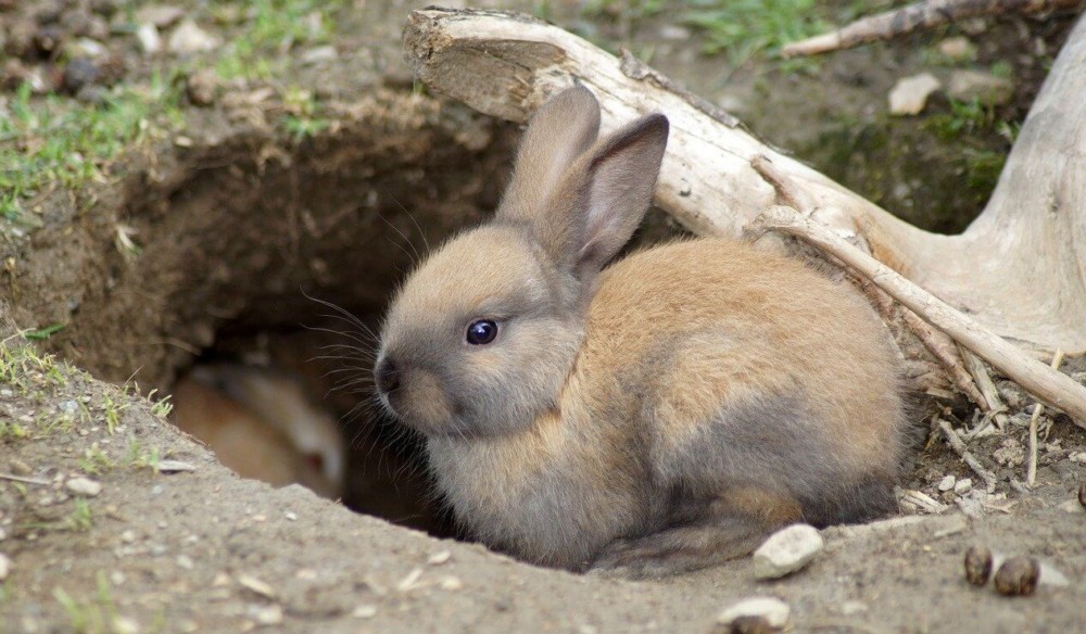rabbits use burrows to stay warm in the wild (2)