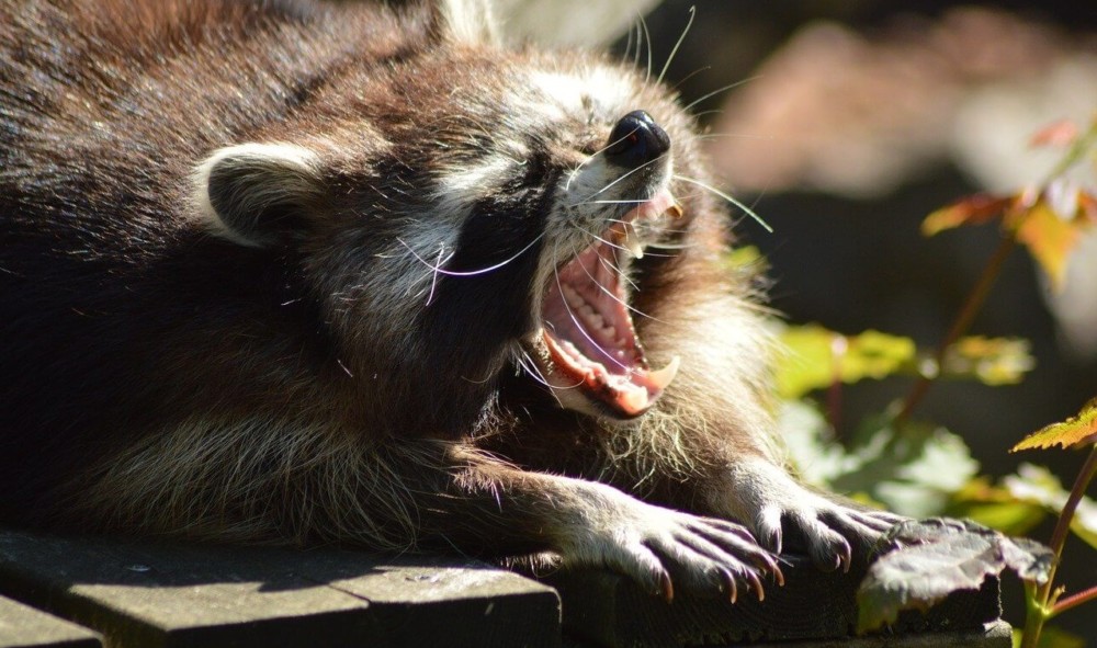 raccoons are brutal predators (2)