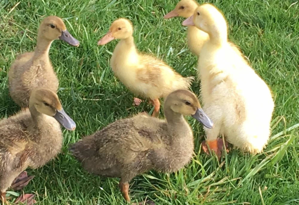 A clutch of ducks is between 8-12 eggs (1)