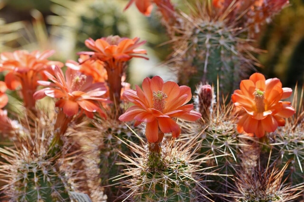 Cactus flowers don't cause allergies (1)