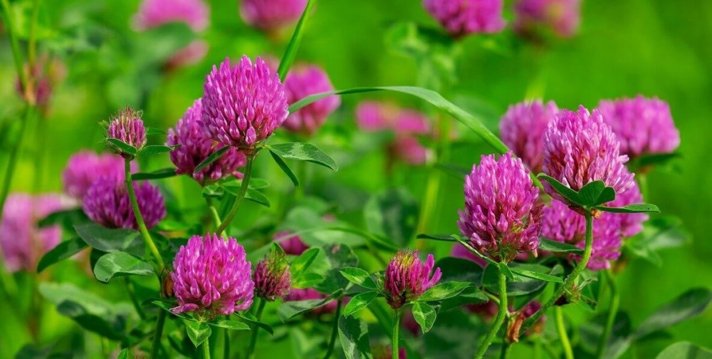 Clover is one of the most versitile edible flowers ()