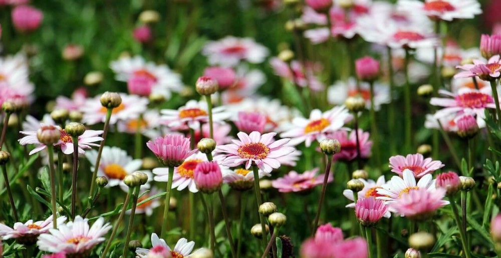 Daisies release pollen that aggravates allergies because each flower has hundreds of little flowers in the center