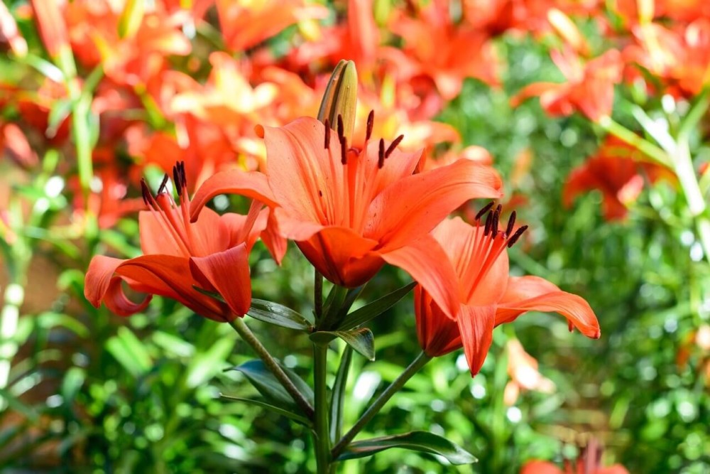 Day lilies are a perfect for those with allergies (1)