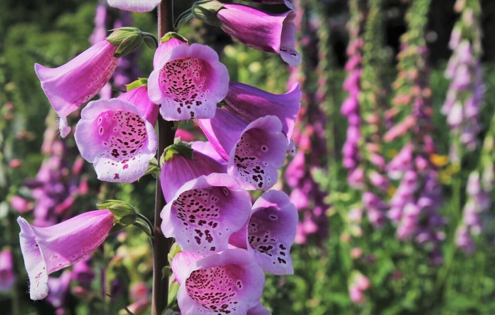 Foxglove has pollen too heavy to carry on the wind (1)