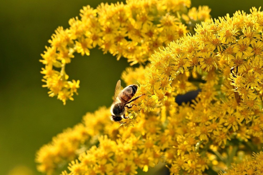 Goldenrod pollen is too heavy to float in the air (1)
