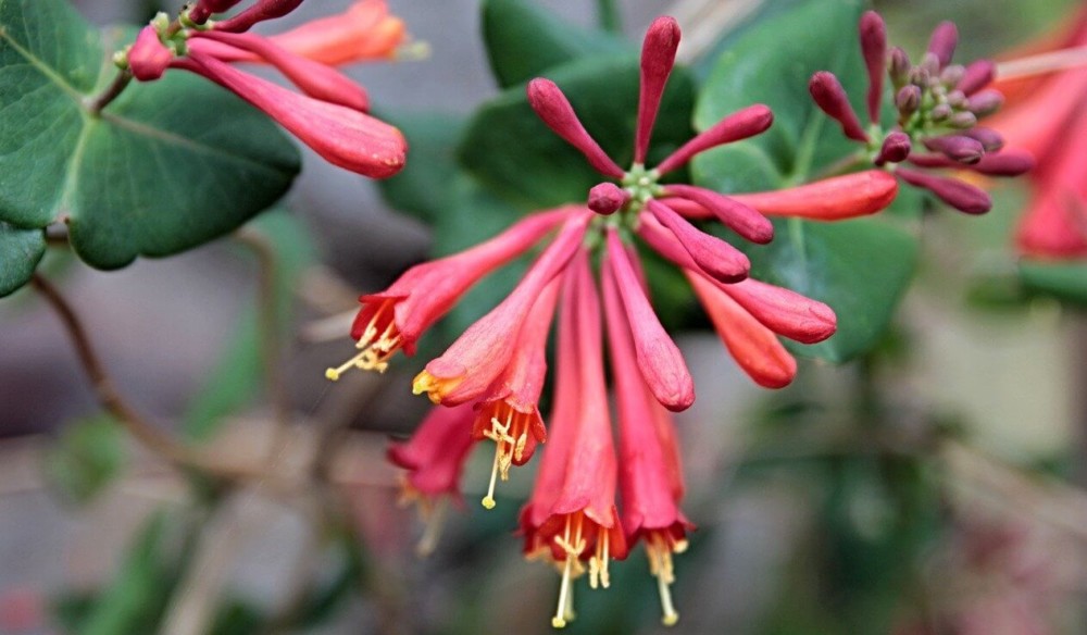 Honeysuckle flowers packs a sweet snack for bees and kids (2)