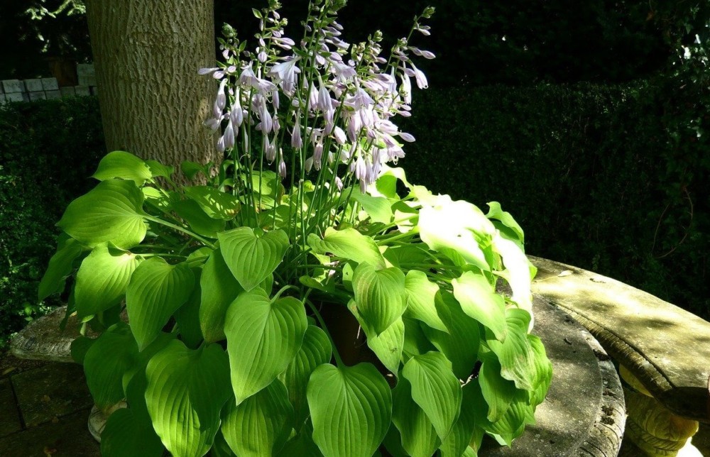 Hostas flowers are great to eat (2)