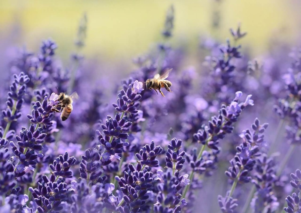 Lavender is great for an allergy free garden and bees (1)
