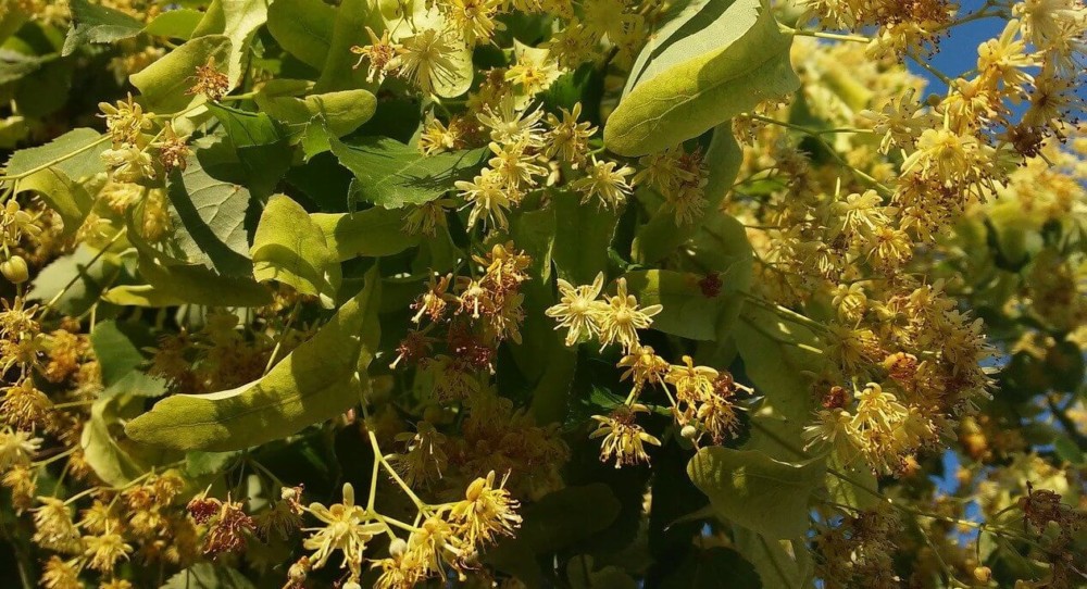 Linden flowers are used as a yeast starter (2)