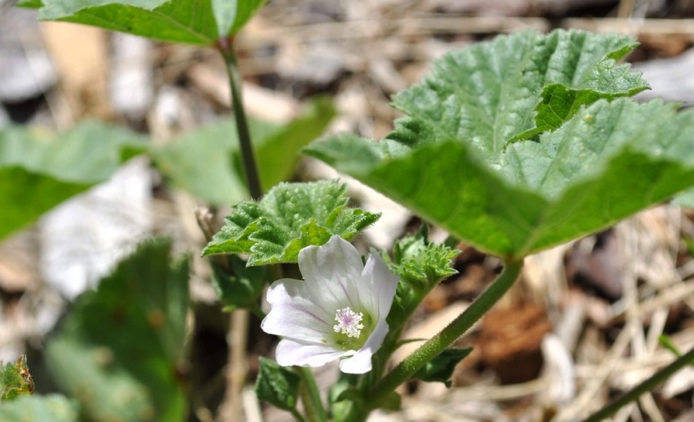 Mallow is edible 2