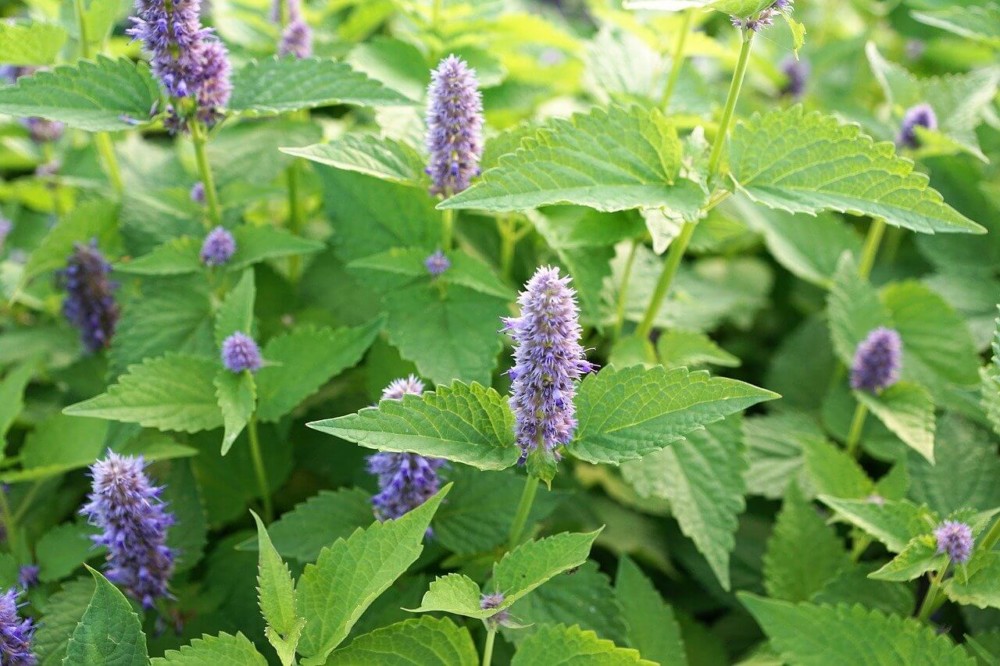 Mint is useful, allergy-free, and helpful to bees (1)