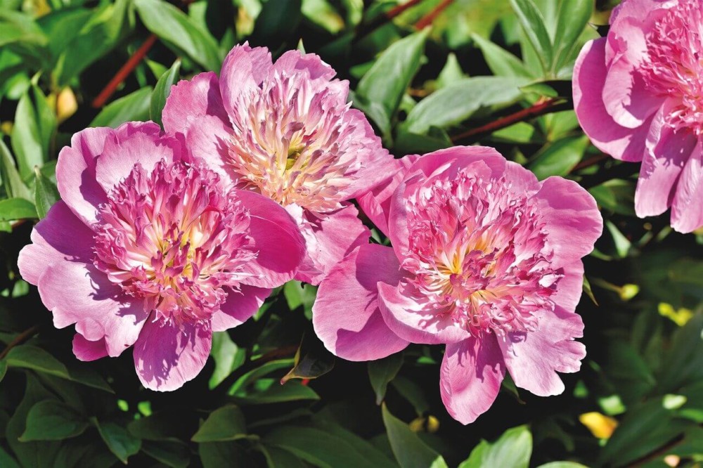 Peonies help those with allergies and feed bees (1)
