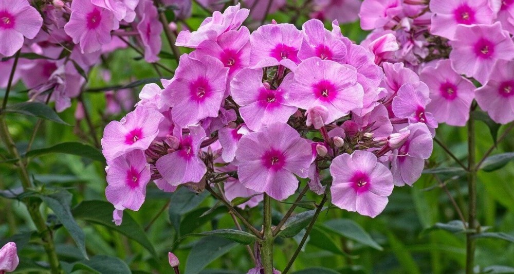 Phlox add variety to any meal (2)