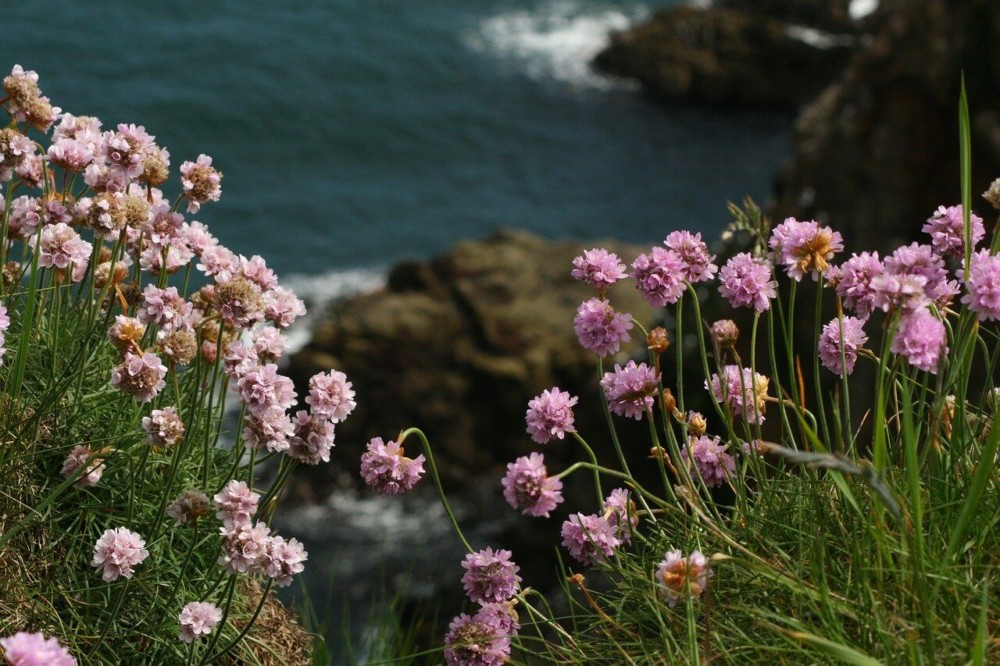Sea thrift is a great native plant that doesn't cause hay fever (1)