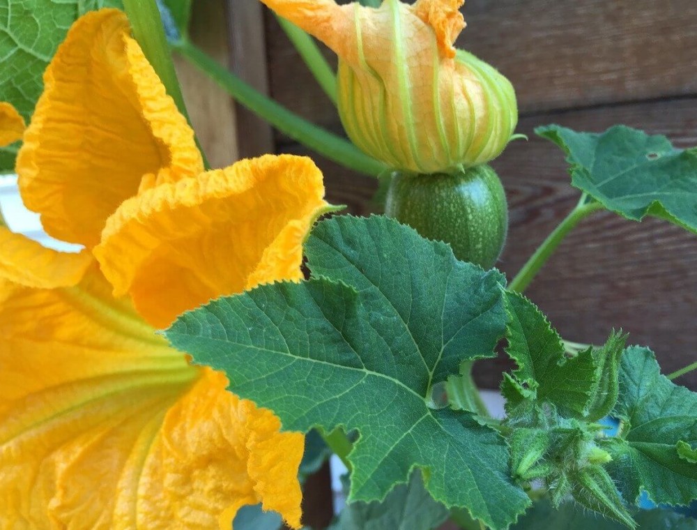 Squash and other viney plants need bees to reproduce (2)