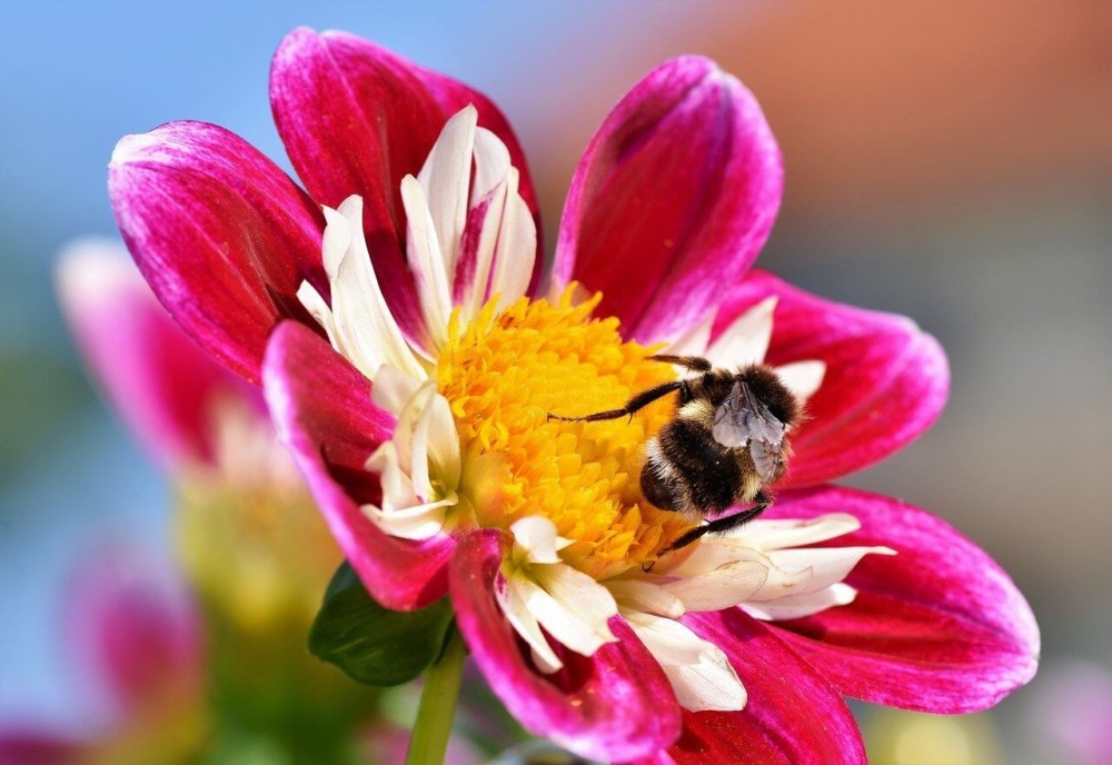 The beautiful zinnia blooms attract bees (1)