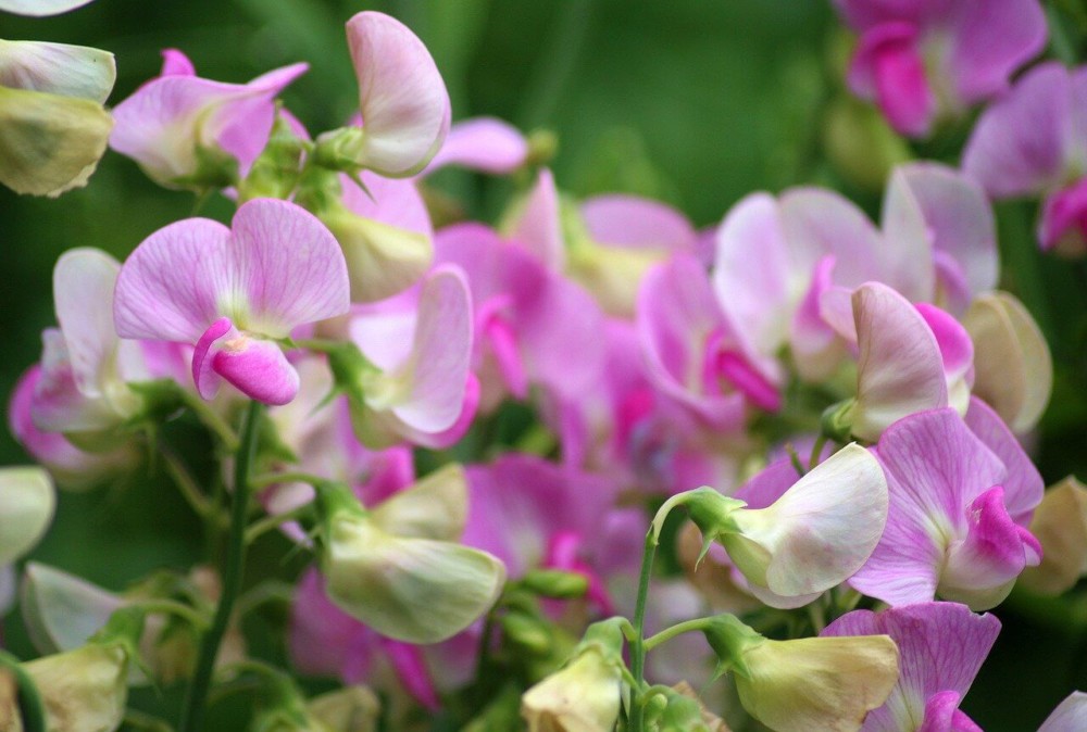 The delicate sweet pea helps bees in the spring (1)