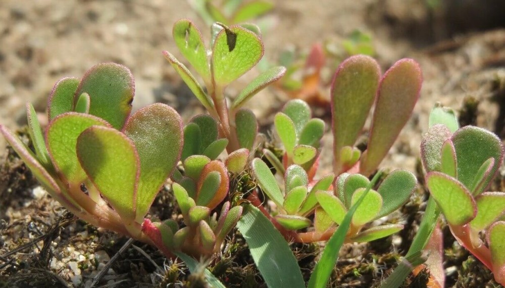 The unassuming portulaca flower and leaves are healthy (2)