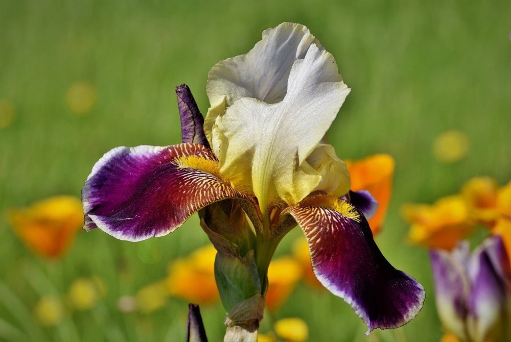 The unique shape of the iris flower keeps the pollen inside (1)