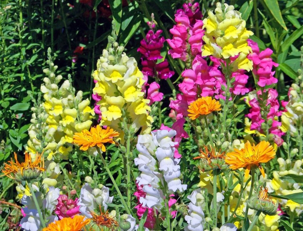 The unique shape of the snapdragon flower holds pollen inside and relies on bees for help (1)