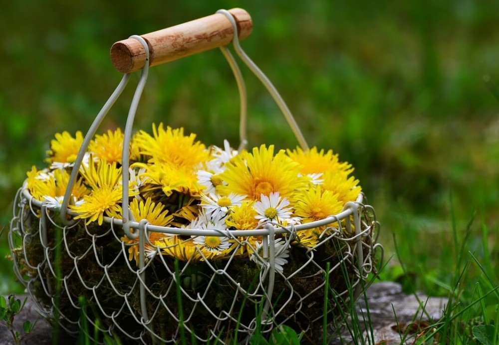 dandelions are super healthy to eat (2)