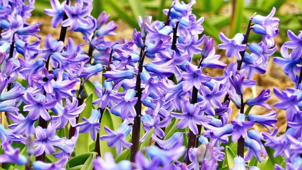 Hyacinth are bee friendly and allergy friendly (1)
