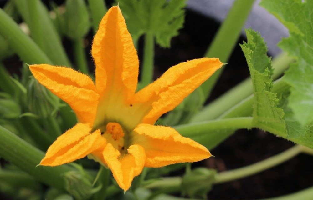squash blossoms are tasty when stuffed with cheese (2)