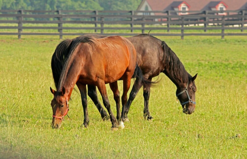 Horses can eat timothy or orchard grass on pasture