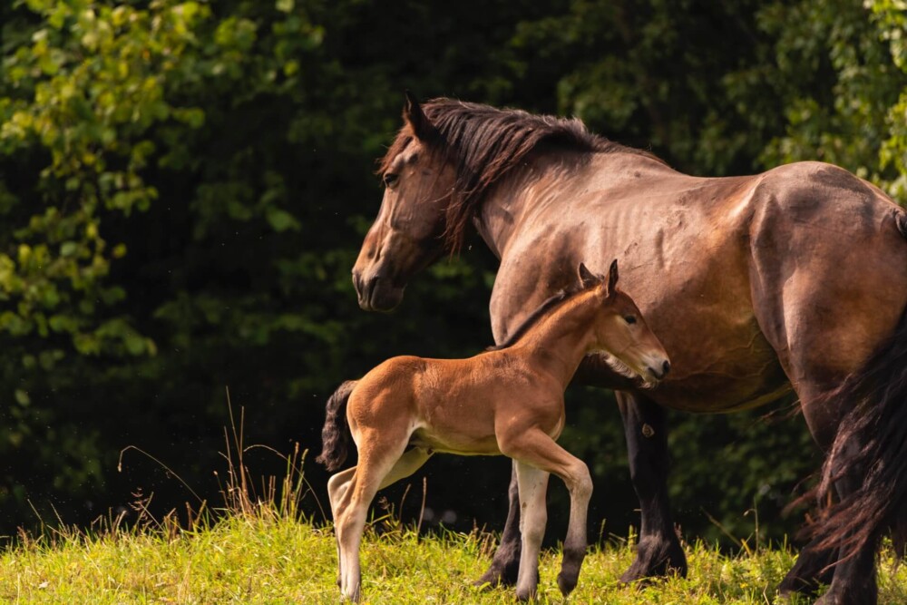 Horses do not have twins without severe medical risk (1)