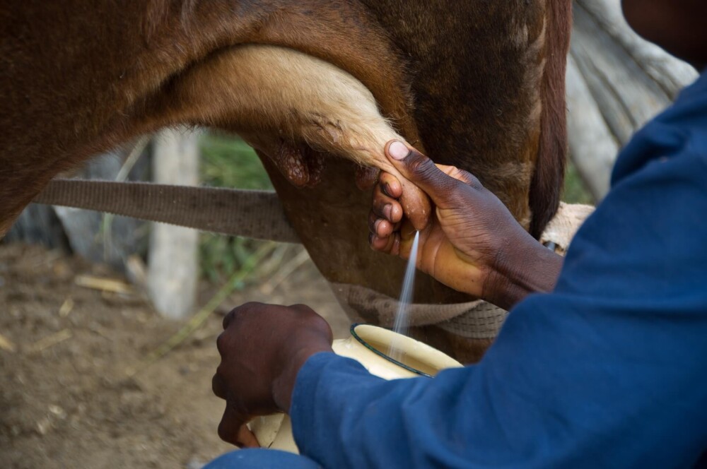 Preventing Mastitis when milking (1)