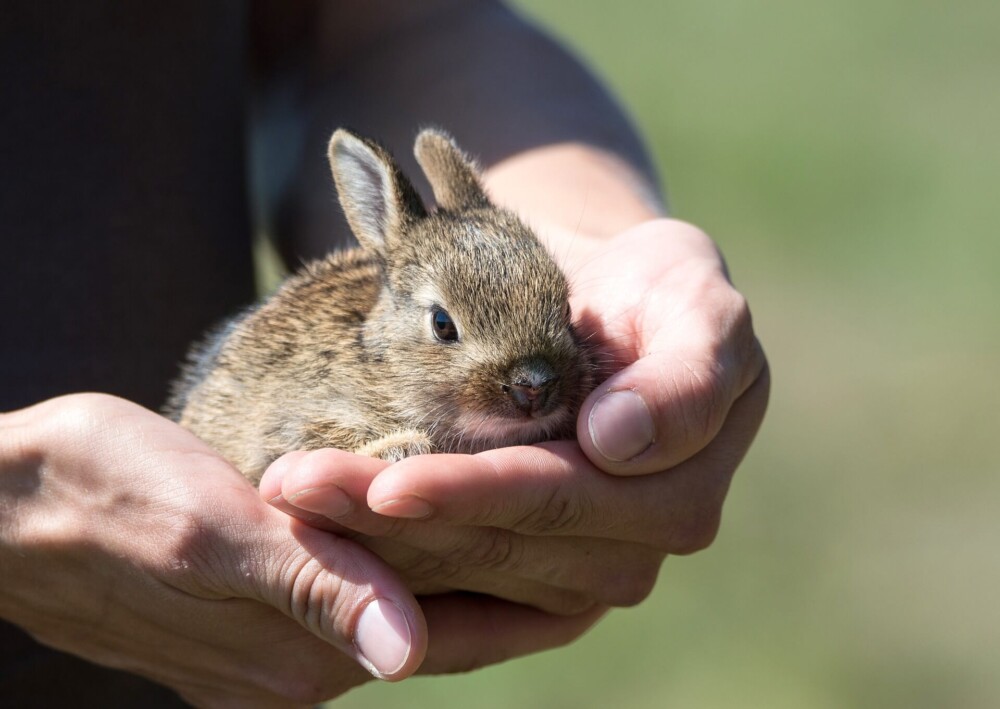 Rabbit breeding information (1)