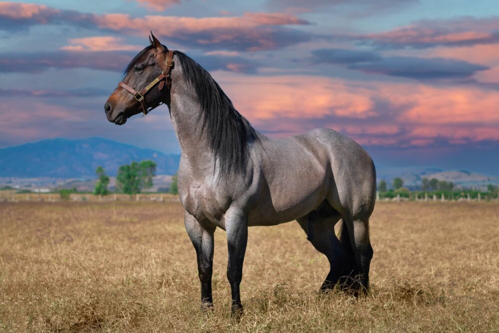 Stallions can affect the reproductive capacity of offspring (1)