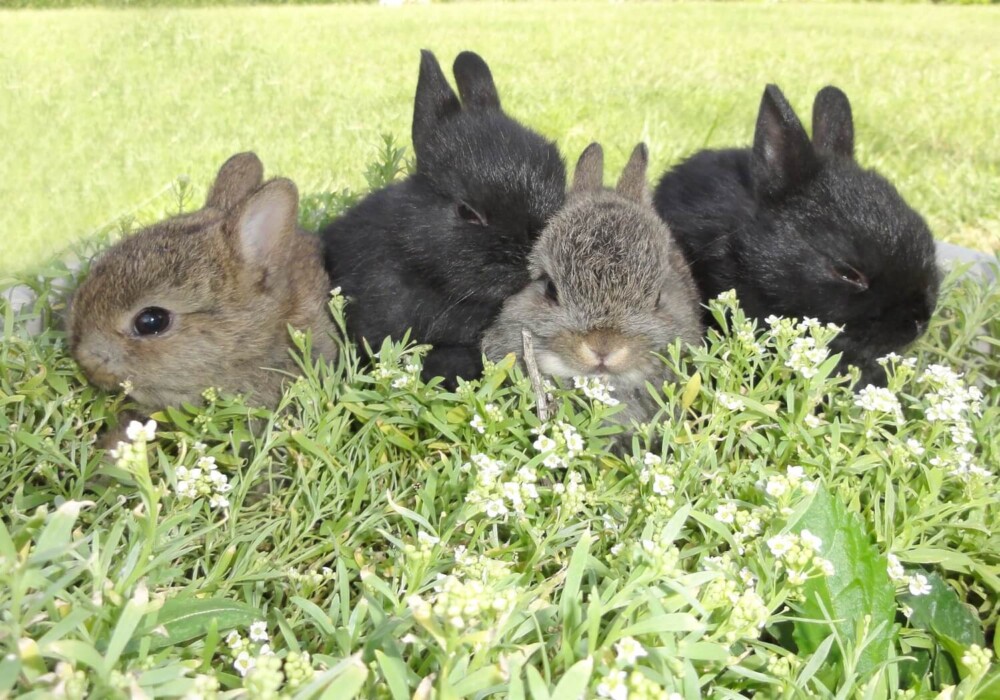 rabbits reproduce quickly (1)