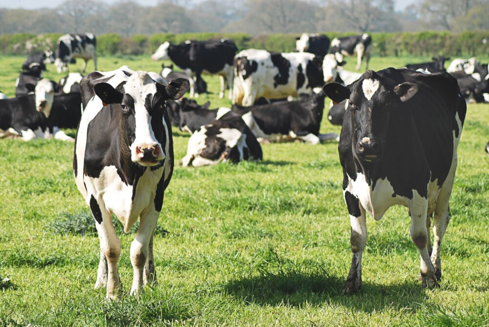 reproductive health in bulls and cows