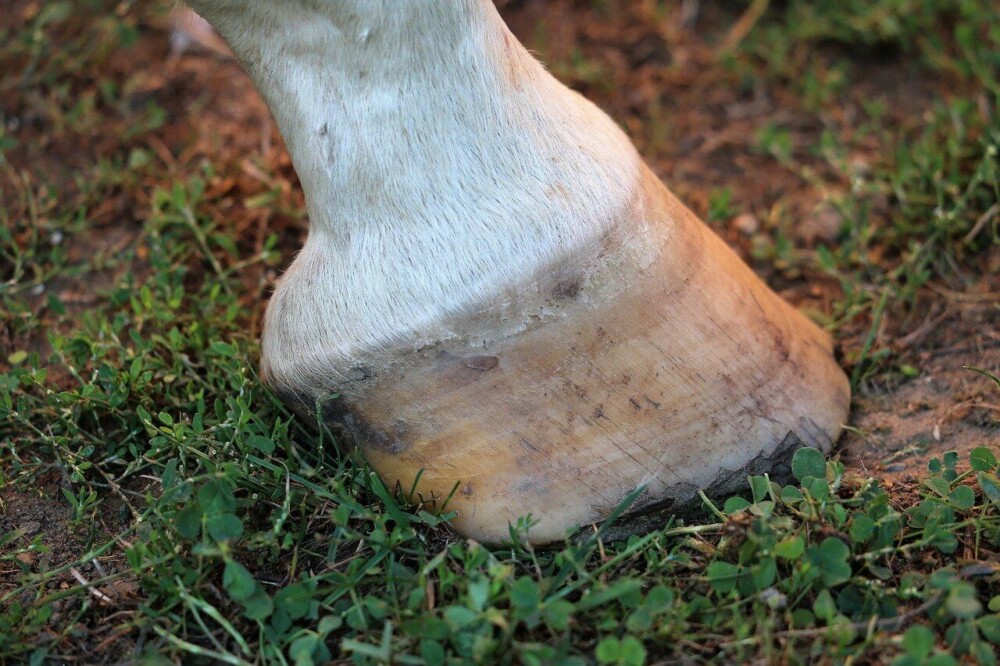 A natural hoof can often have better health (1)