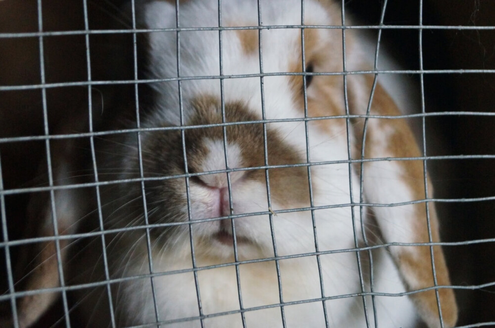 Injured rabbits should be confined to avoid high jumps (1)