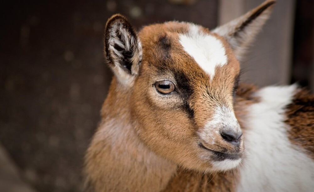 Baby goats will start eating hay around 4 weeks (1)