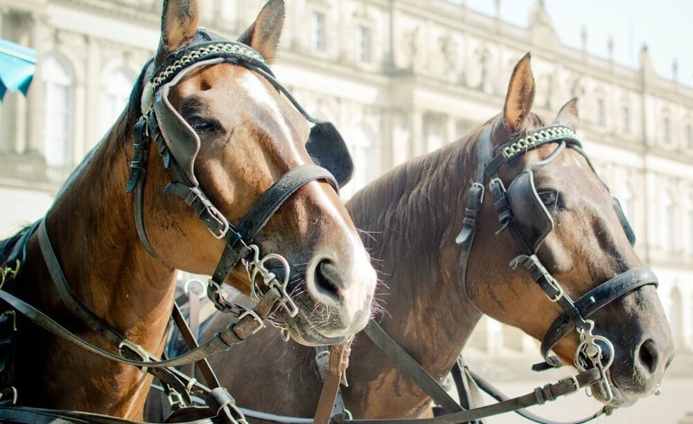Carriage horses wear eye covers to restrict their peripherial vision (1)