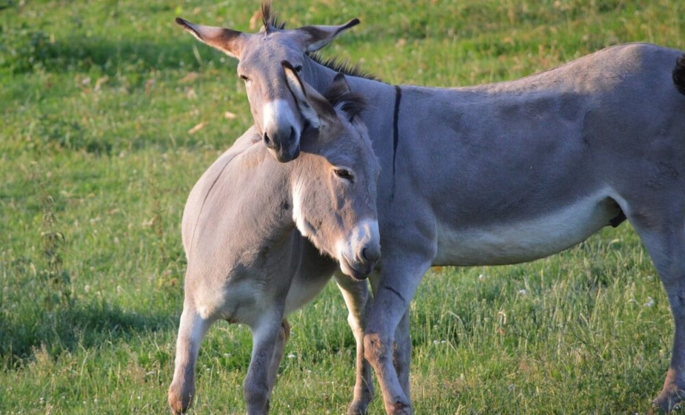 Donkeys need a companion (1) (1)