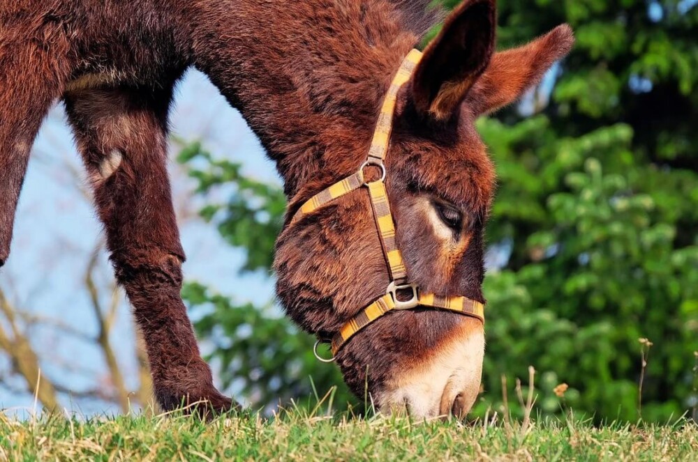 Grazing donkeys need an acre per donkey (1)