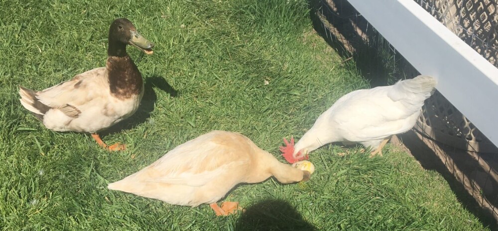 chicken and ducks fight over an egg (1)