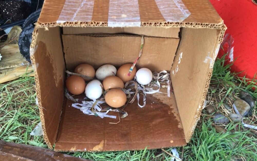 Broody hens will stop laying eggs (1)