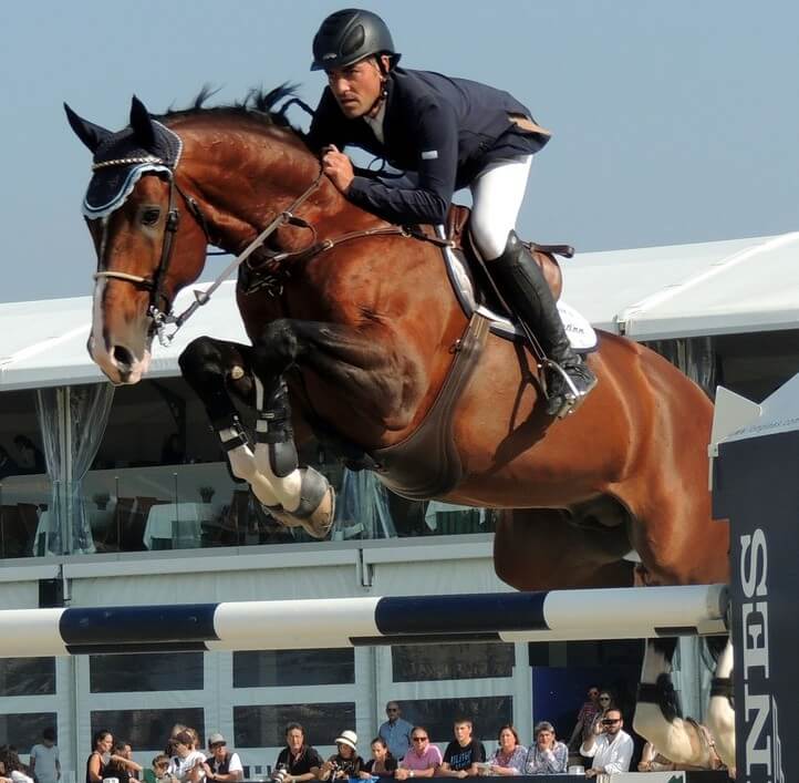 warmblood horse breeds are the most popular for show jumping (2)